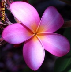 Seminte Flori Plumeria Rubra ( Frangipani ) foto