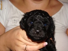 Pui caniche talie medie foto
