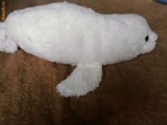 FOCA MARE DE PLUS foto