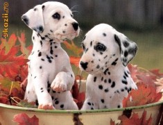 Vand pui dalmatian foto