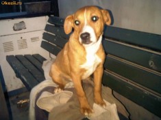 pitbull pui amstaff metis foto