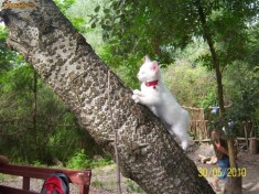 Pisica Angora turceasca foto