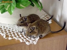 VEVERITA DEGU foto