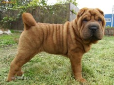 Shar-pei de vanzare foto