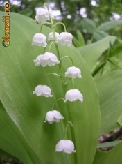 Lacramioare/Margaritar/ Convalaria majalis foto
