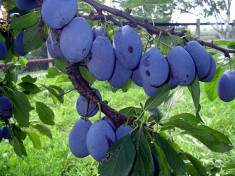 Tuica (palinca) 100% din prune, 52-54 grade foto