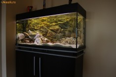 Acvariu Eheim 240l foto
