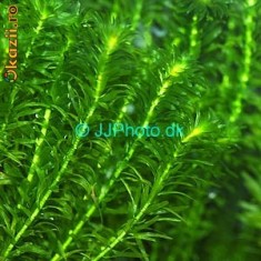 Vand plante acvariu valisneria giganteea si elodeea densa foto