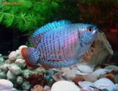 URGENT 3 pui Gourami pitic perfect sanatosi! foto