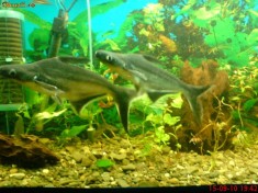 Vand 2 pesti acvariu - rechini pangasius / 300 ron foto