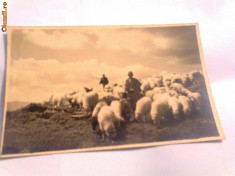 C.P.Turma de oi in Muntii Cibinului foto