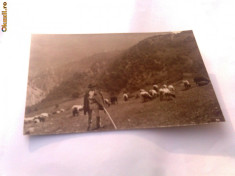 C.P.14. Port national roman, cioban cu turma de oi foto