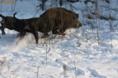 Copoi ardelenesc vanatoare foto