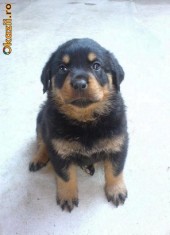 Donez pui Rottweiler foto
