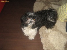 bichon havanez alb/negru foto