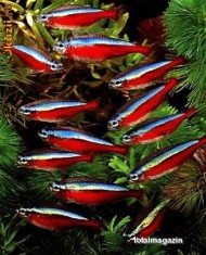 Peste ornamental de acvariu Cheirodon Axelrod Neon Rosu foto