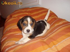 BEAGLE de vanzare foto