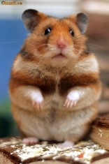 Hamster Sirian foto
