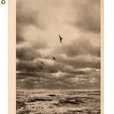 CP190-92 Constanta -Peisaj marin -RPR -sepia -carte postala circulata 1956