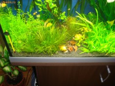 Pachet plante acvariu nepretentioase foto