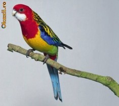 Papagal Rosella foto