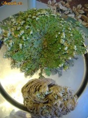 PLANTA INVIERI TRANDAFIRUL MAICI DOMNULUI foto
