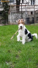 Canisa De Kabiria vinde pui fox terrier wire din monta deosebita foto