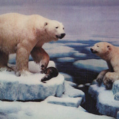 Ilustrata in relief - 3D-animale- Urs polar