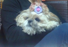 Femela Shih-Tzu monta foto