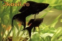 Pesti de acvariu - guppy, molly negri si portocalii foto
