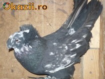 vand schimb porumbei tobosar german foto