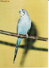 Animale-Pasari -Papagali- carte postala