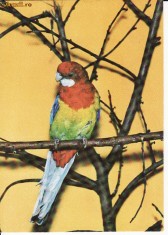 Animale-Pasari -Papagali- carte postala