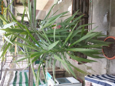 Planta ornamentala Yucca foto