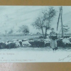 Carte Postala Salutari din Romania Cioban cu oile
