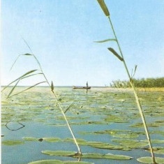 CP197-95 Vedere din Delta Dunarii -RPR -scrisa 1962 -carte postala, necirculata -starea care se vede