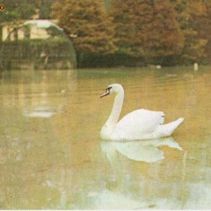 CP198-52 Gradina Zoologica Sibiu -Lebada -Cygnus olor -carte postala, necirculata -starea care se vede