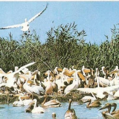 CP199-42 Delta Dunarii -Colonie de pelicani -carte postala, circulata 1975 -starea care se vede