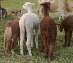 LAMA ALPACA , MASCUL 3 ANI foto