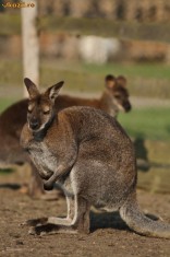 CANGUR ( PITIC ) , MASCUL 4 ANI foto