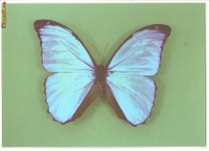 CPI (B223) BRAILA, CLASA INSECTA, FLUTURE, MUZEUL BRAILEI, TARA DE COLECTARE PERU, 1758, NECIRCULATA.