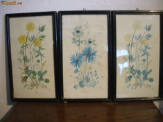 3 tablouri cu flori foto