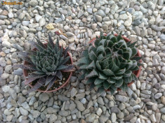 Aloe variegata foto