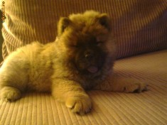 Pui Chow Chow foto