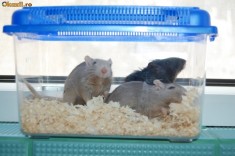 VAND VEVERITE MONGOLEZE(GERBILI) foto