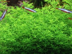 Plante gazon acvariu foto