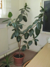 Ficus foto
