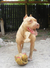 pit bull red nose (pui) de vanzare foto