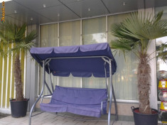 VAND PALMIERI WASHINGTONIA 2 -2.5 m , 10 buc , PRET 500 EUR / buc foto