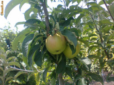 PEPINIERA POMICOLA VINDE POMI FRUCTIFERI ALTOITI LA PRET DE PRODUCATOR foto